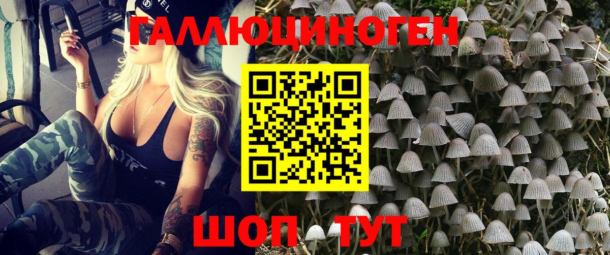 Псилоцибиновые грибы Psilocybine cubensis Сорочинск